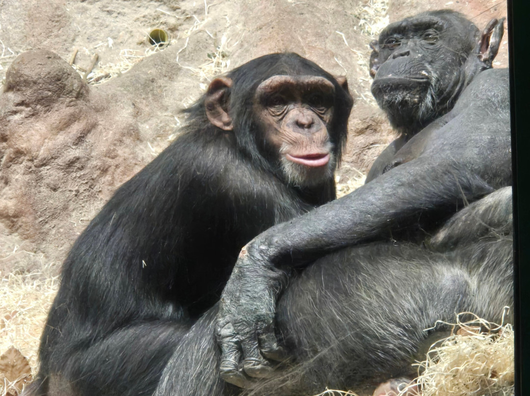 Welsh Mountain Zoo-科尔温湾必去景点