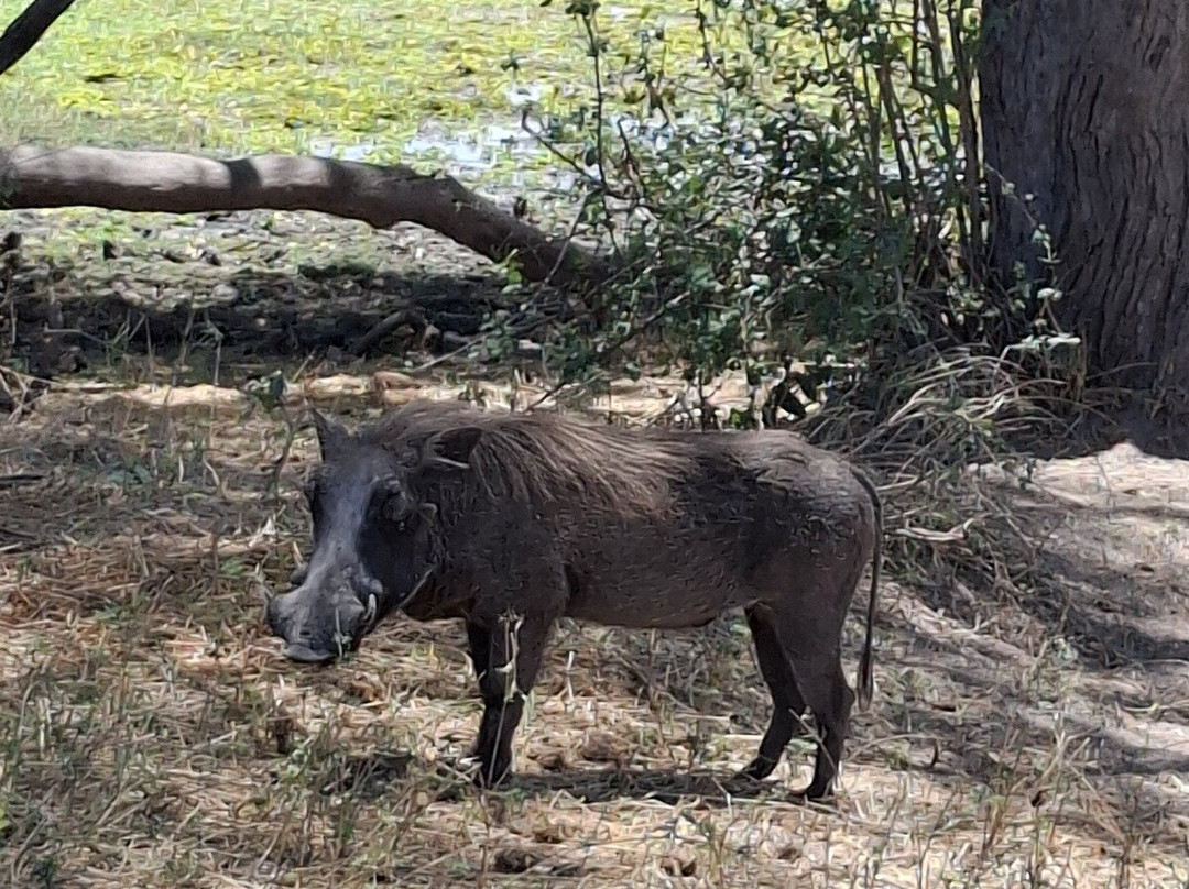 Unlimited Expeditions - The Soul Of Tanzania-阿鲁沙必去景点