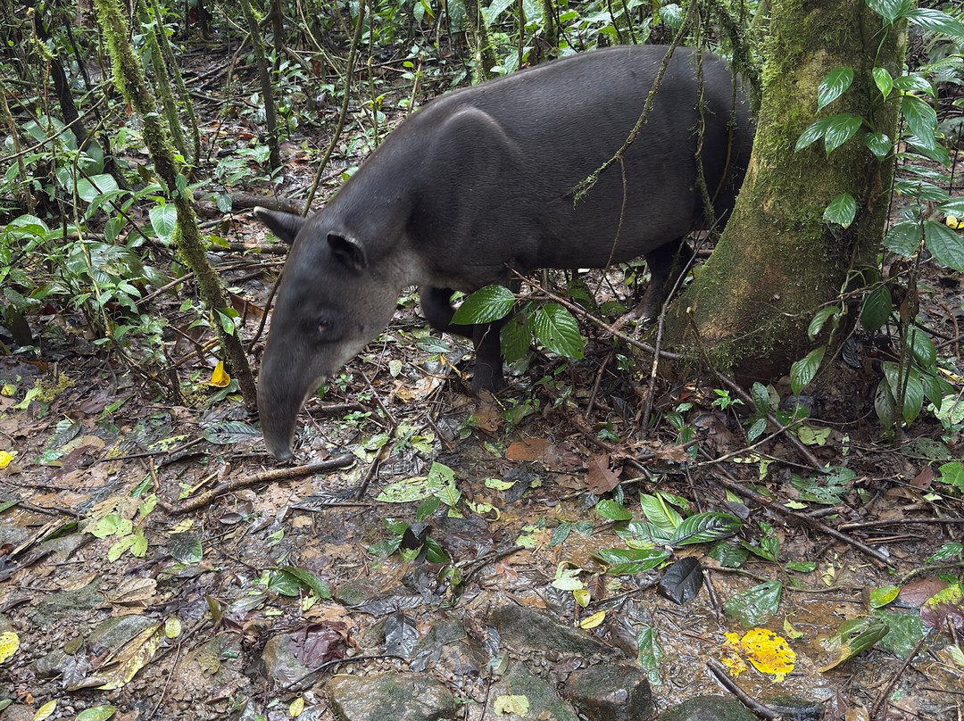 No Limit Adventures CR-利比里亚必去景点