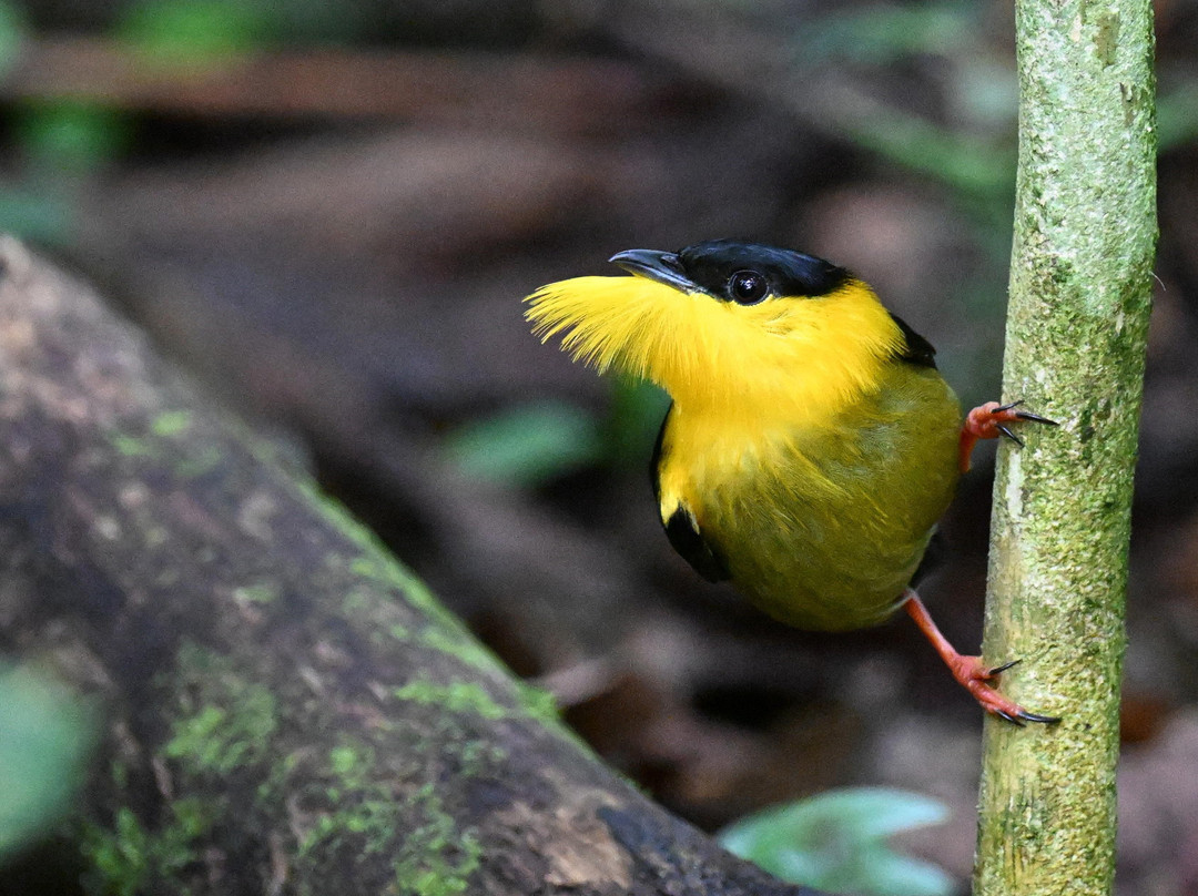Geo Natura Tours-圣拉蒙必去景点