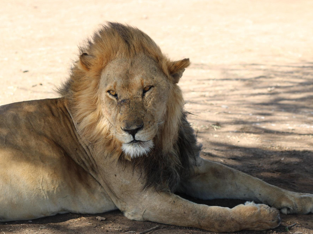 Tanzania Specialist-阿鲁沙必去景点