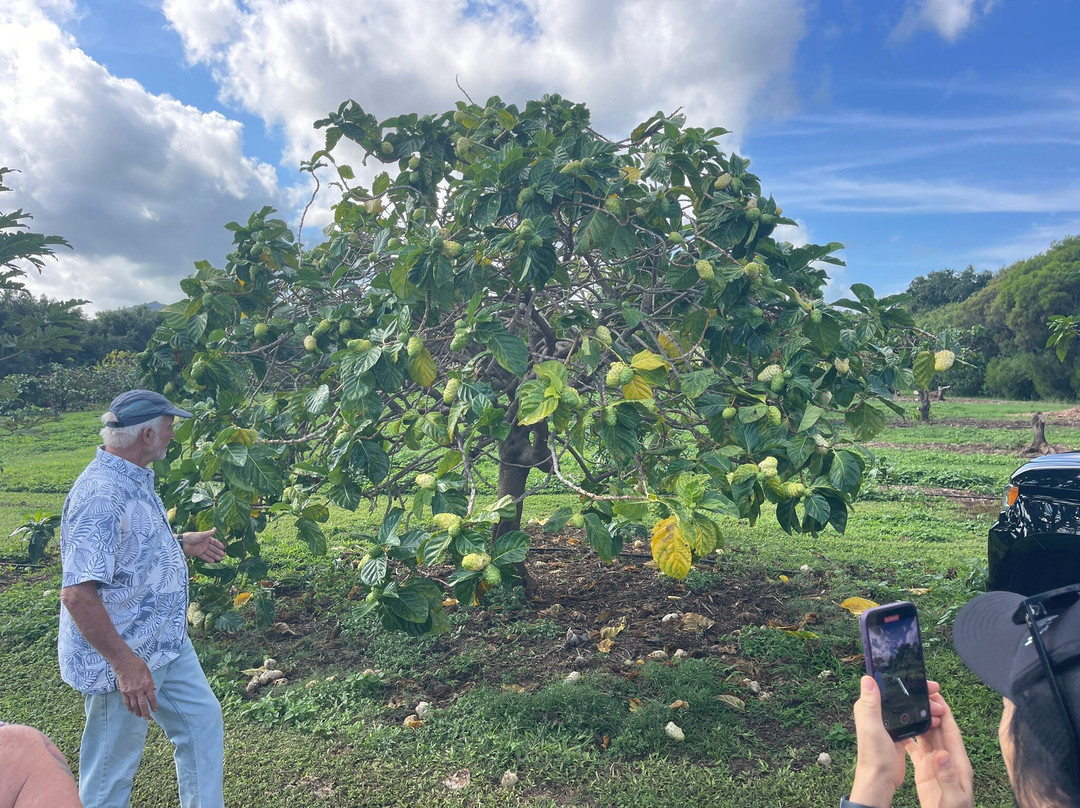 Hawaiian Organic Noni-基拉韦厄必去景点