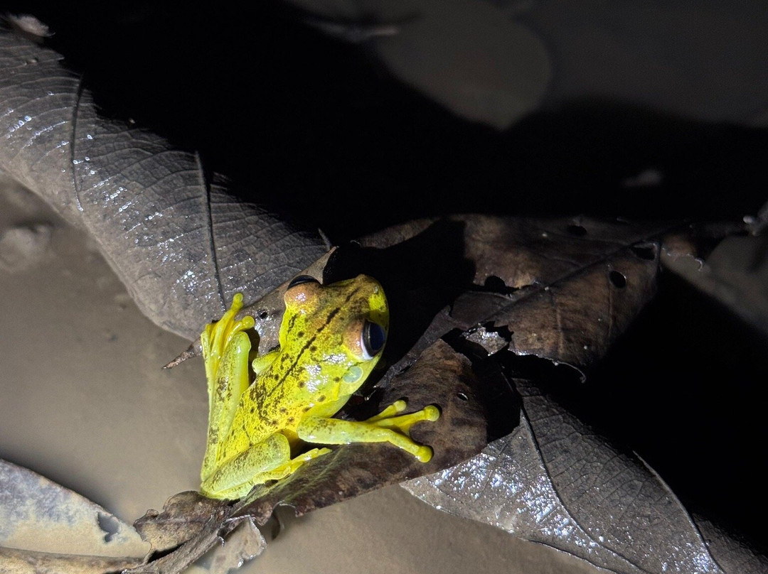 Rainforest Chronicles-希门尼斯港必去景点