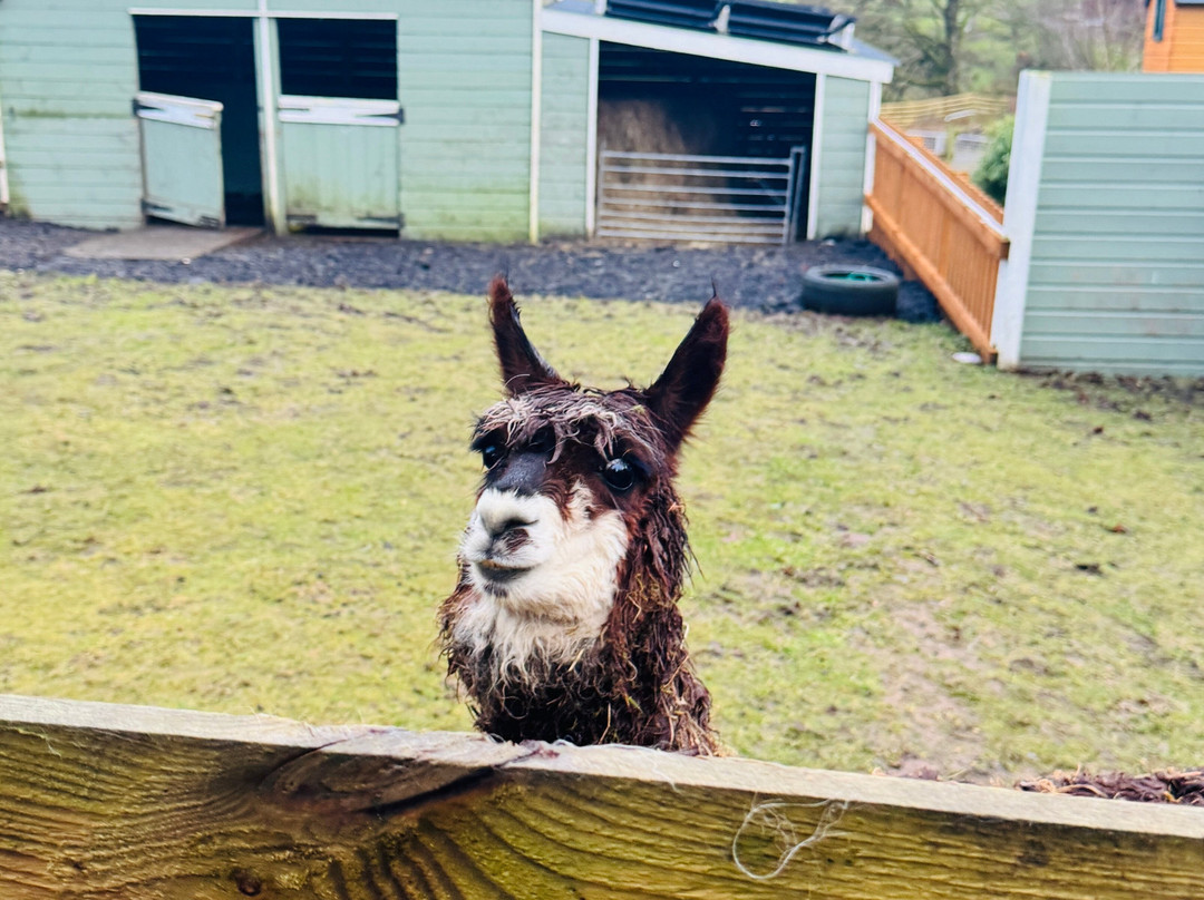 little peru alpaca trekking-Maybole必去景点