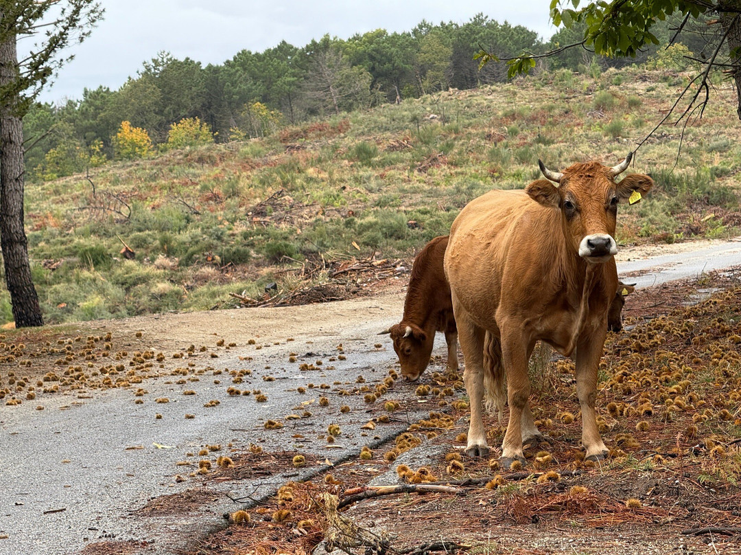 My Bella Vita Travel-卡坦扎罗必去景点