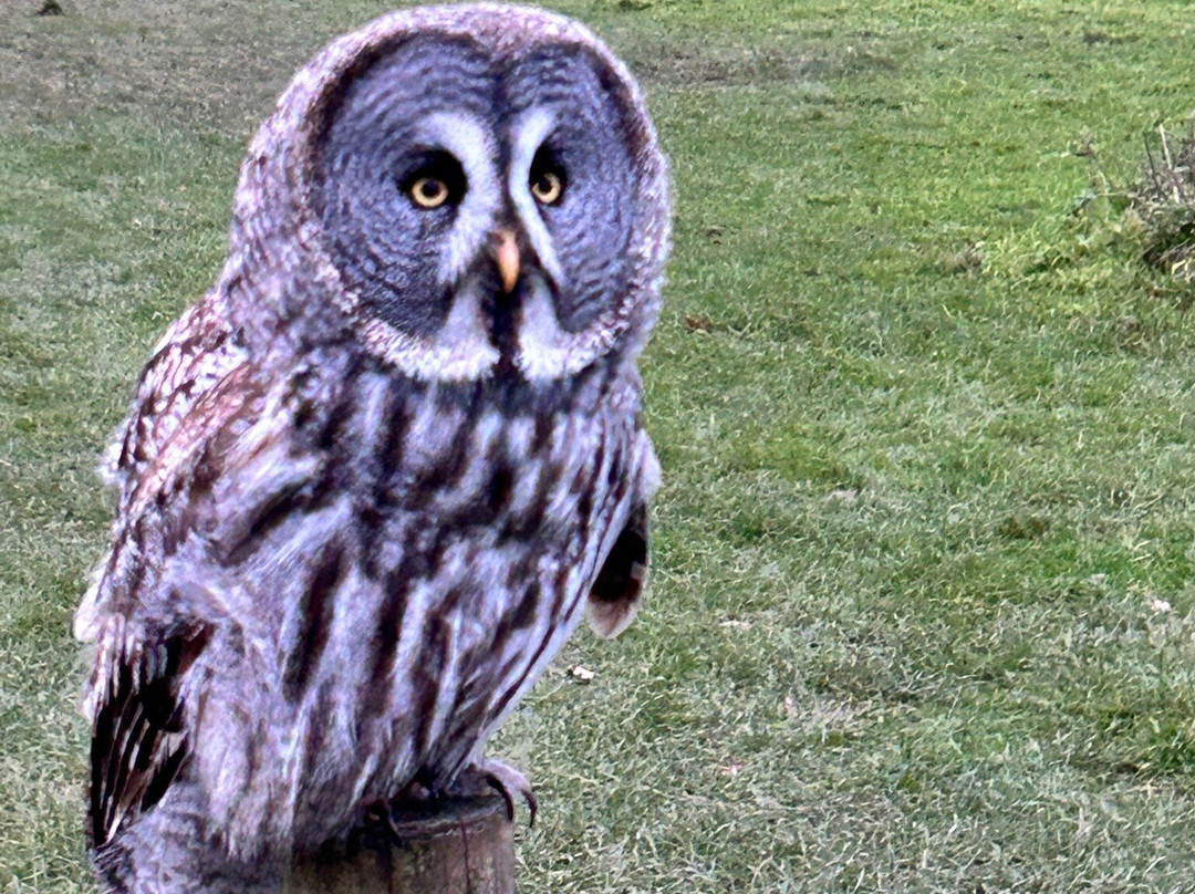 UK Owl And Raptor Centre-Groombridge必去景点