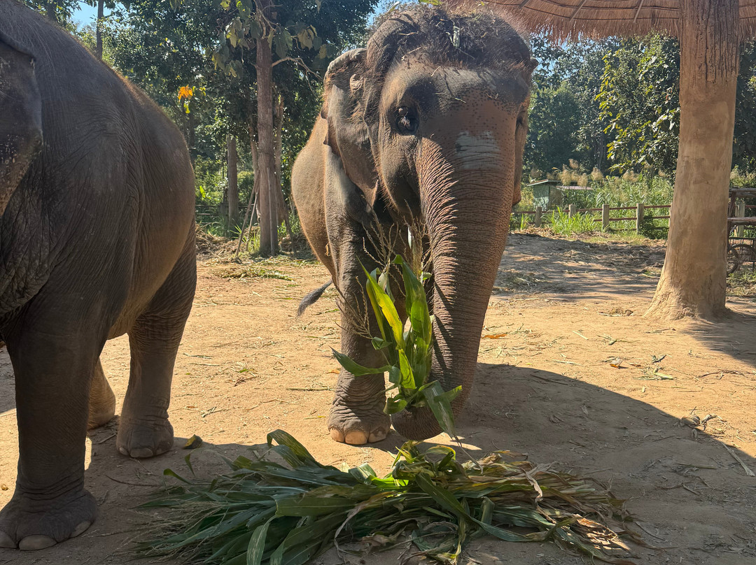 Maerim Elephant Sanctuary-夜林必去景点