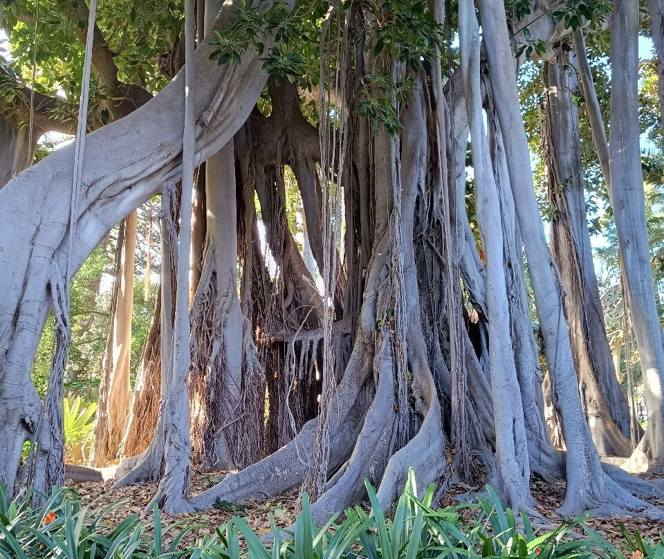 Botanischer Garten-德拉克鲁兹索尔港必去景点