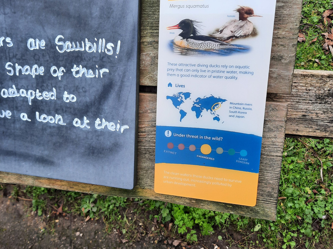 WWT Arundel Wetland Centre-阿伦德尔必去景点