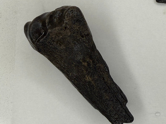 Charleston Fossil Adventures-查尔斯顿必去景点