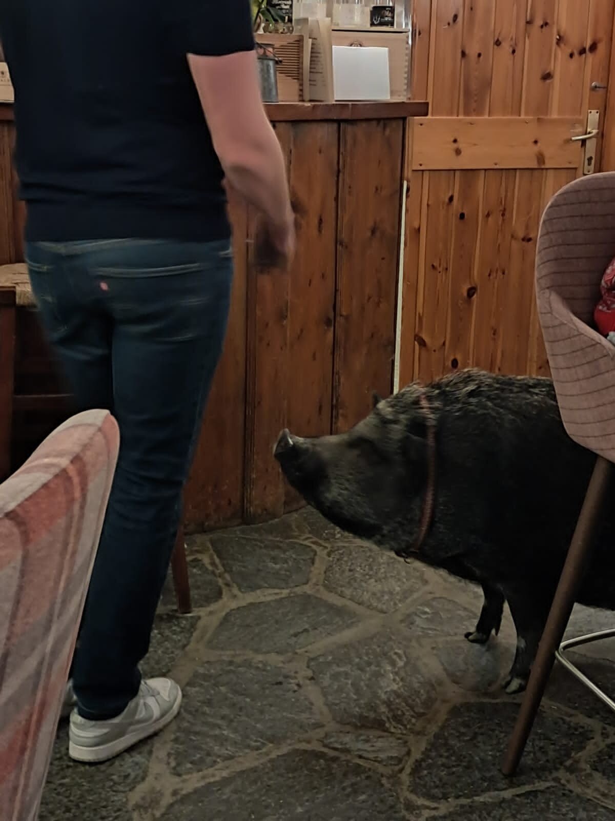 Animal Chic Hotel La Grange-官方