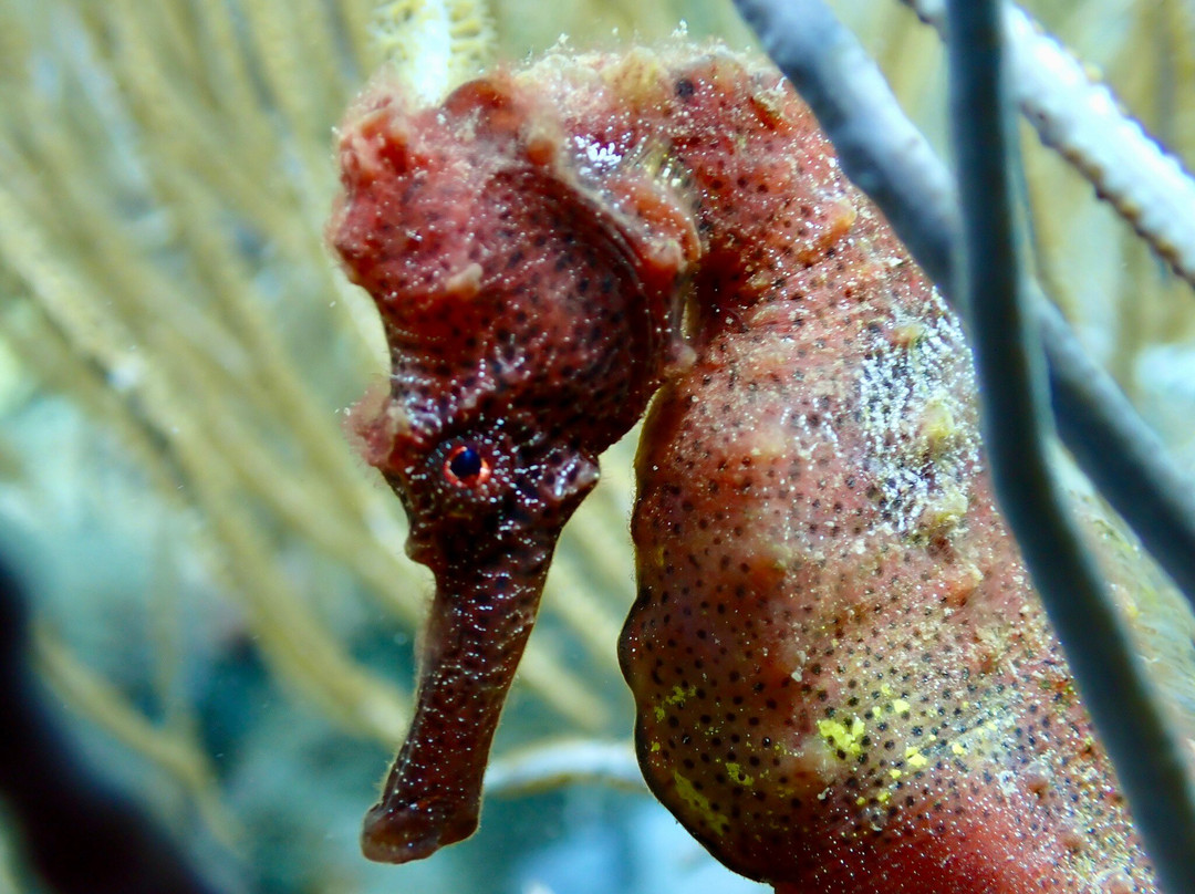 Infini Plongee-Basse-Terre必去景点