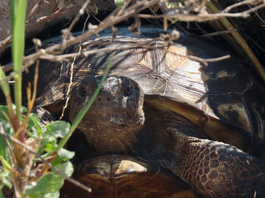 Smyrna Dunes Park-新士麦那海滩必去景点