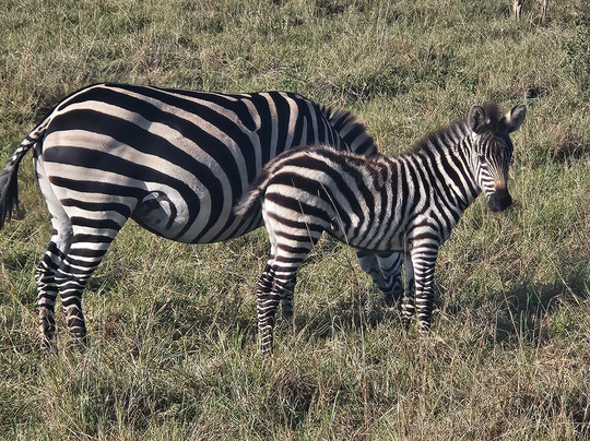 Kameraz of Afrika-内罗毕必去景点