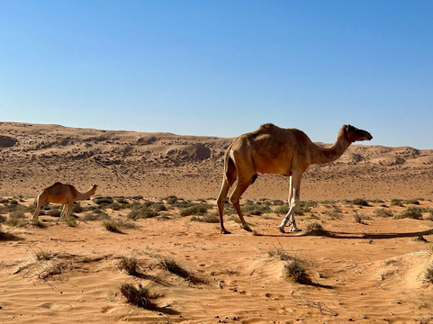 Origins Travel Group-阿姆斯特丹必去景点