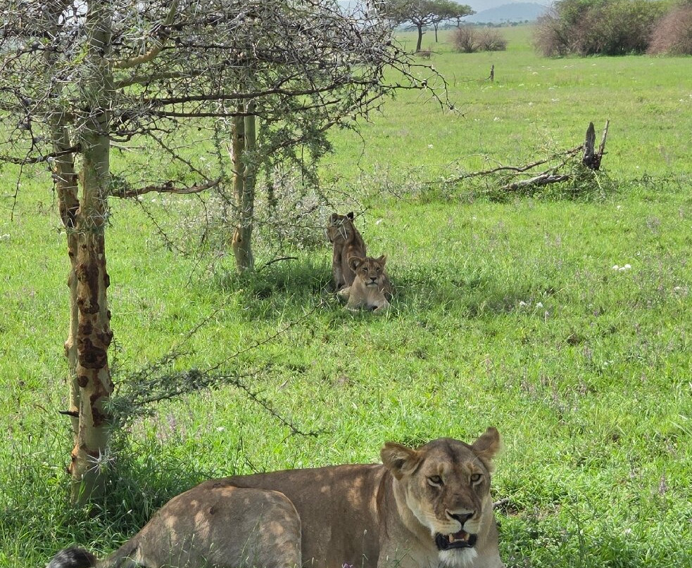 Shayona Safaris & Tours-姆万扎必去景点