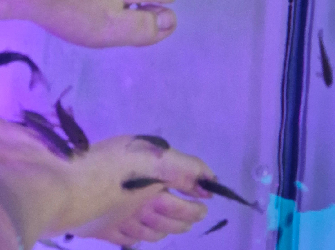 Fish Spa En Auge-Pont-L'Eveque必去景点