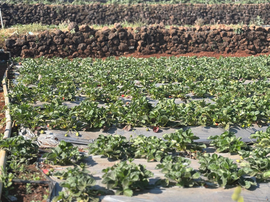 Manshas High-5 Resort主图