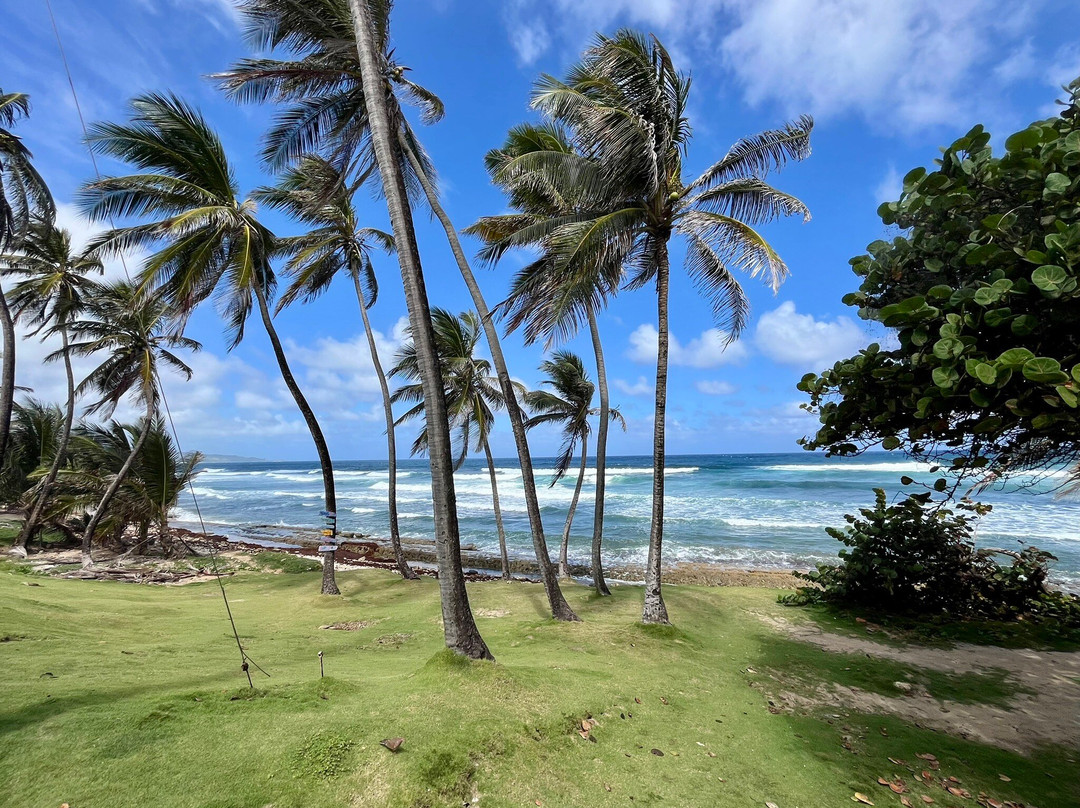 Bathsheba Beach-Bathsheba必去景点