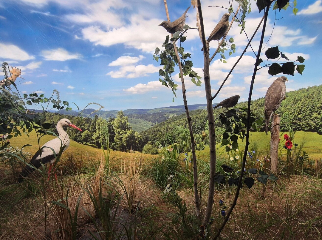 Natural History Museum-Jelenia Gora必去景点