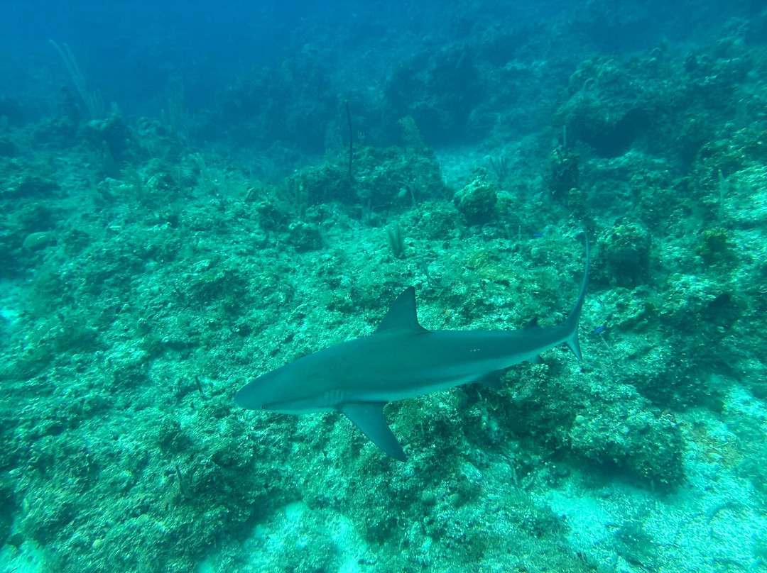 Chub Cay Divers-Chub Cay必去景点