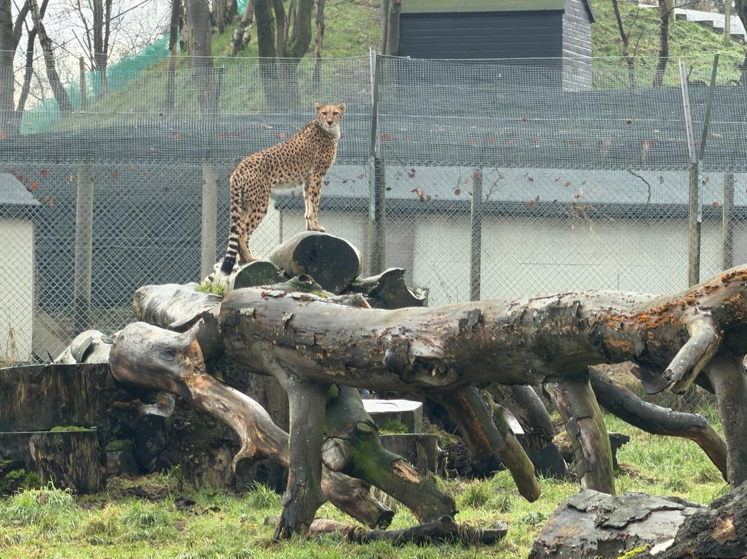 Five Sisters Zoo-West Calder必去景点