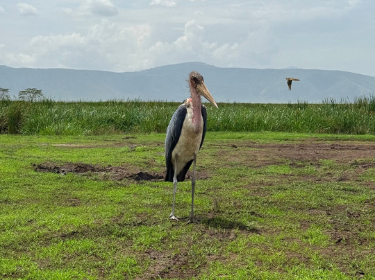 Usaka African Adventures-阿鲁沙必去景点