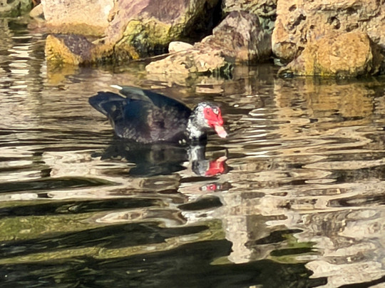 Crane's Roost Park-阿尔塔蒙特斯普林斯必去景点