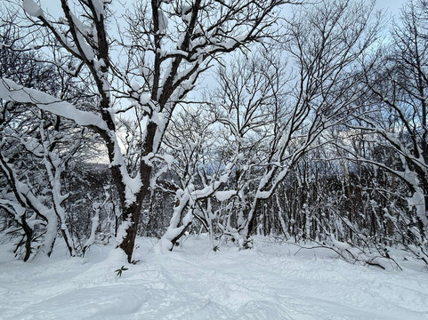 Hachimantai Resort Shimokura Ski Area-八幡平市必去景点