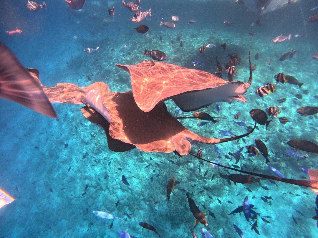 SHADOWPALM TOURS-马富士岛必去景点