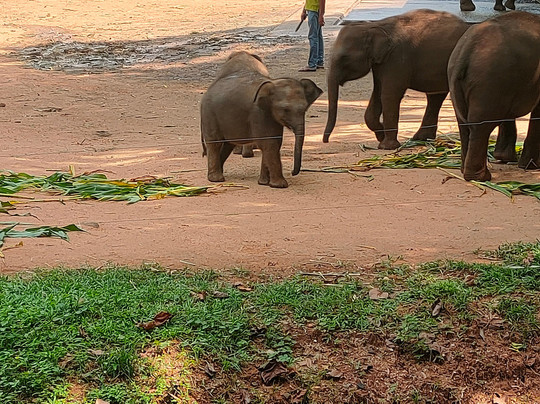 Chathu Lanka Tours-康提必去景点