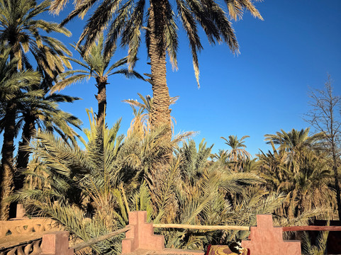 Le Chant des Palmiers主图