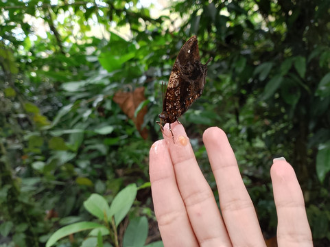 Mariposario Dedalma-Puyo必去景点
