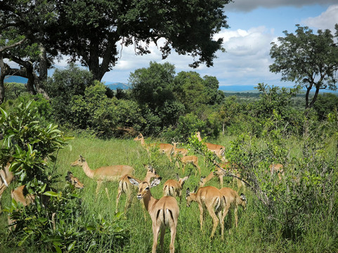 Pabeni Gate Kruger National Park-雾观必去景点