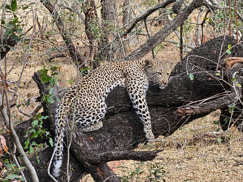 The Black Sheep Agency-开普敦中心区必去景点
