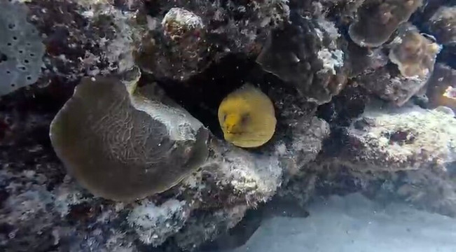 Triton diving-普拉亚德尔卡曼必去景点