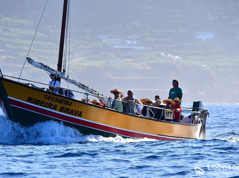 Lobosonda - Madeira Whale Watching-卡列塔必去景点