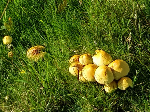 High Beeches Garden-Handcross必去景点