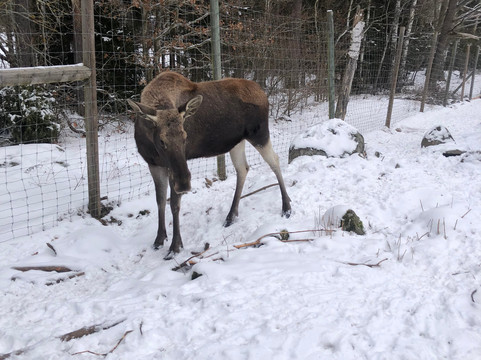 Virum Algpark-Vimmerby必去景点