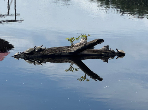 Amazon Maguta Jungle Lodge-莱蒂西亚必去景点