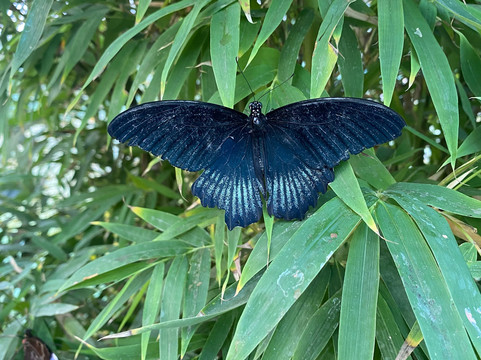 Butterfly Gardens @ Middleton Common Farm-Westmeston必去景点
