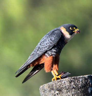 Jason Lara Tours-波魁特必去景点