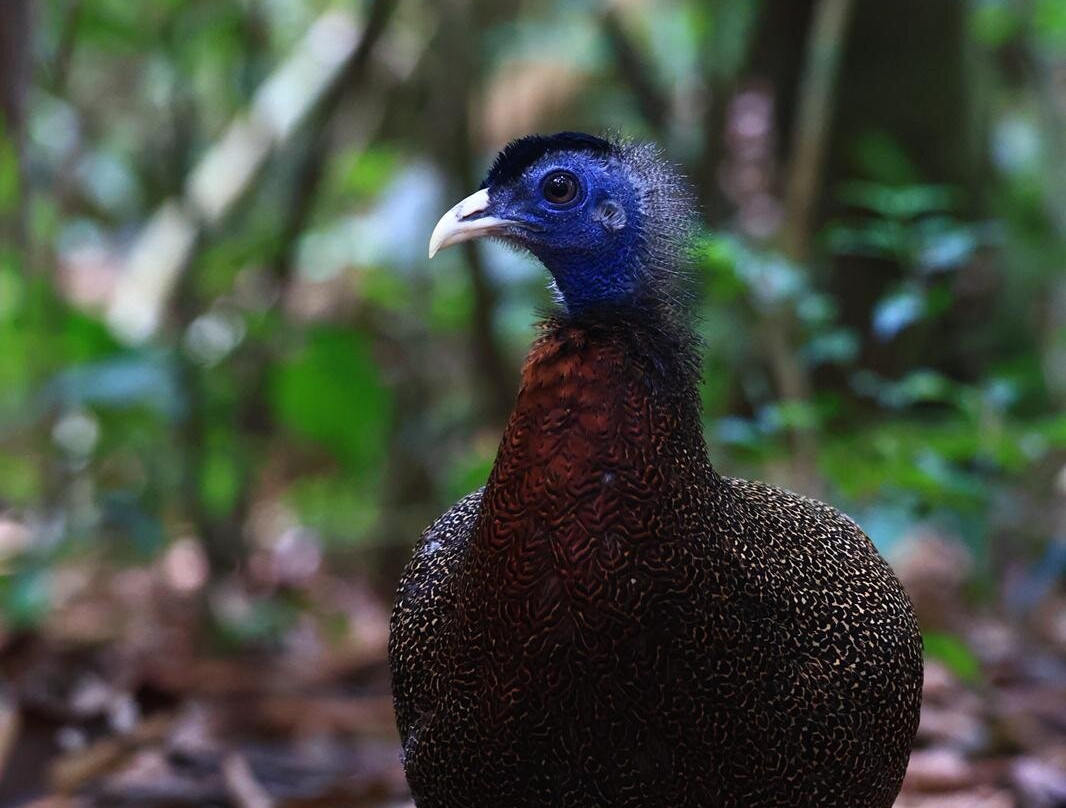 Sumatra Jungle Trekking-武吉拉旺必去景点