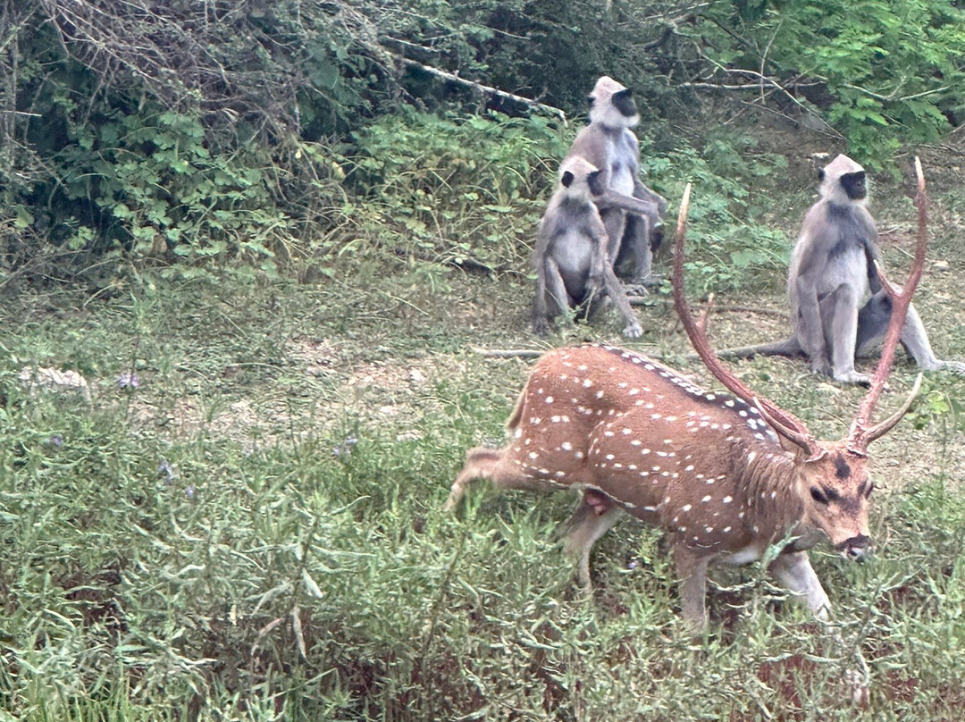 Moon Lanka Tours-希克杜沃必去景点