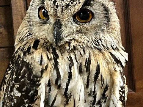 Riverside Falconry-纽卡斯尔必去景点