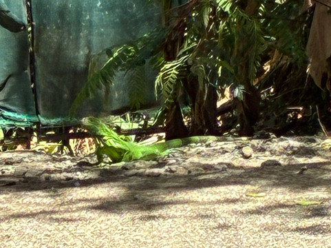 Rescate Wildlife Rescue Center-阿拉辉拉必去景点