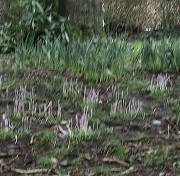 Tandle Hill Country Park-奥尔德姆必去景点