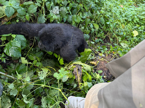 Ngoni Safaris Uganda-坎帕拉必去景点