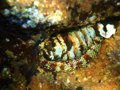 Australia's Coastal Wilderness Adventures-赫斯基森必去景点