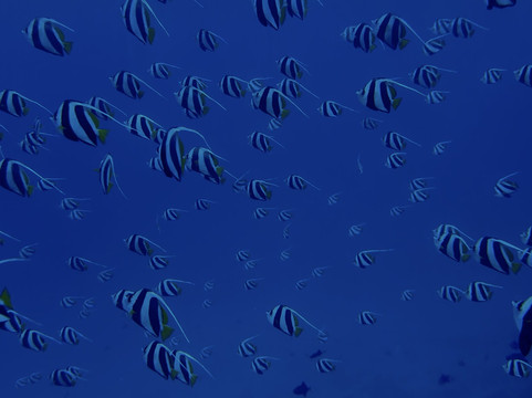 Filitheyo Dive Center-菲利兹优岛必去景点